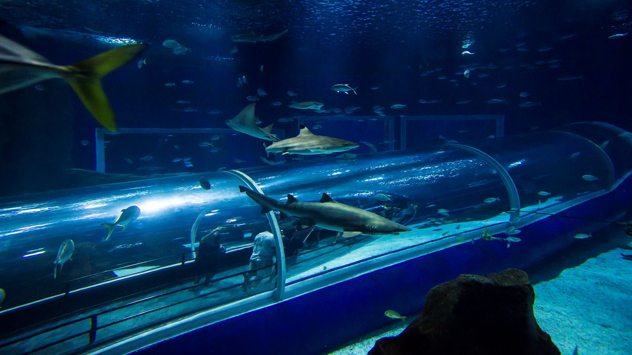 Aquario With Olympic Boulevard (7)