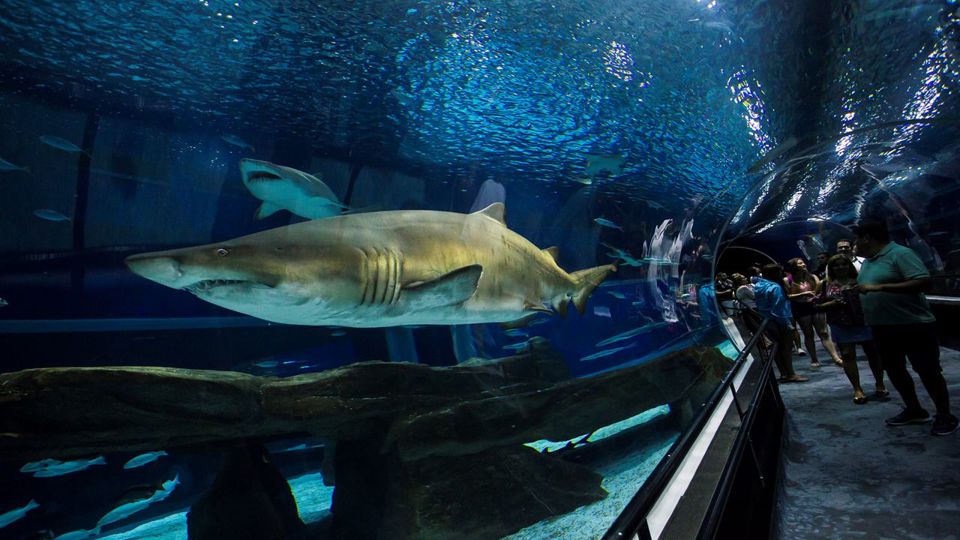 Aquario With Olympic Boulevard foto 7