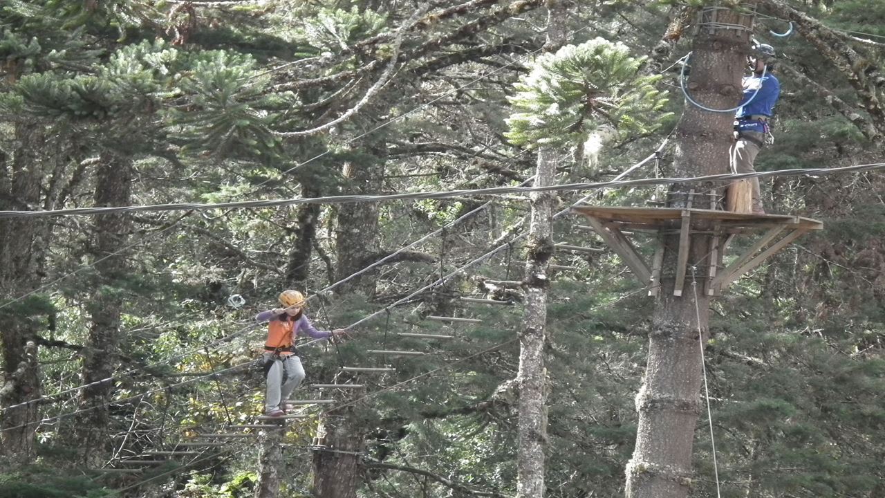 Tree Planting In Cabins foto 1