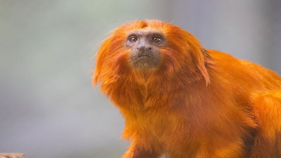 Bioparque Rio Tour foto 1