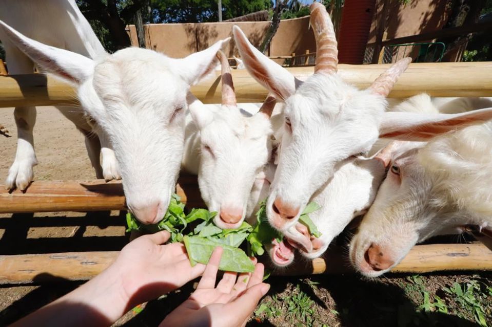 Bioparque Rio Tour foto 5