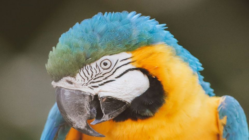 Bioparque Rio Tour foto 3