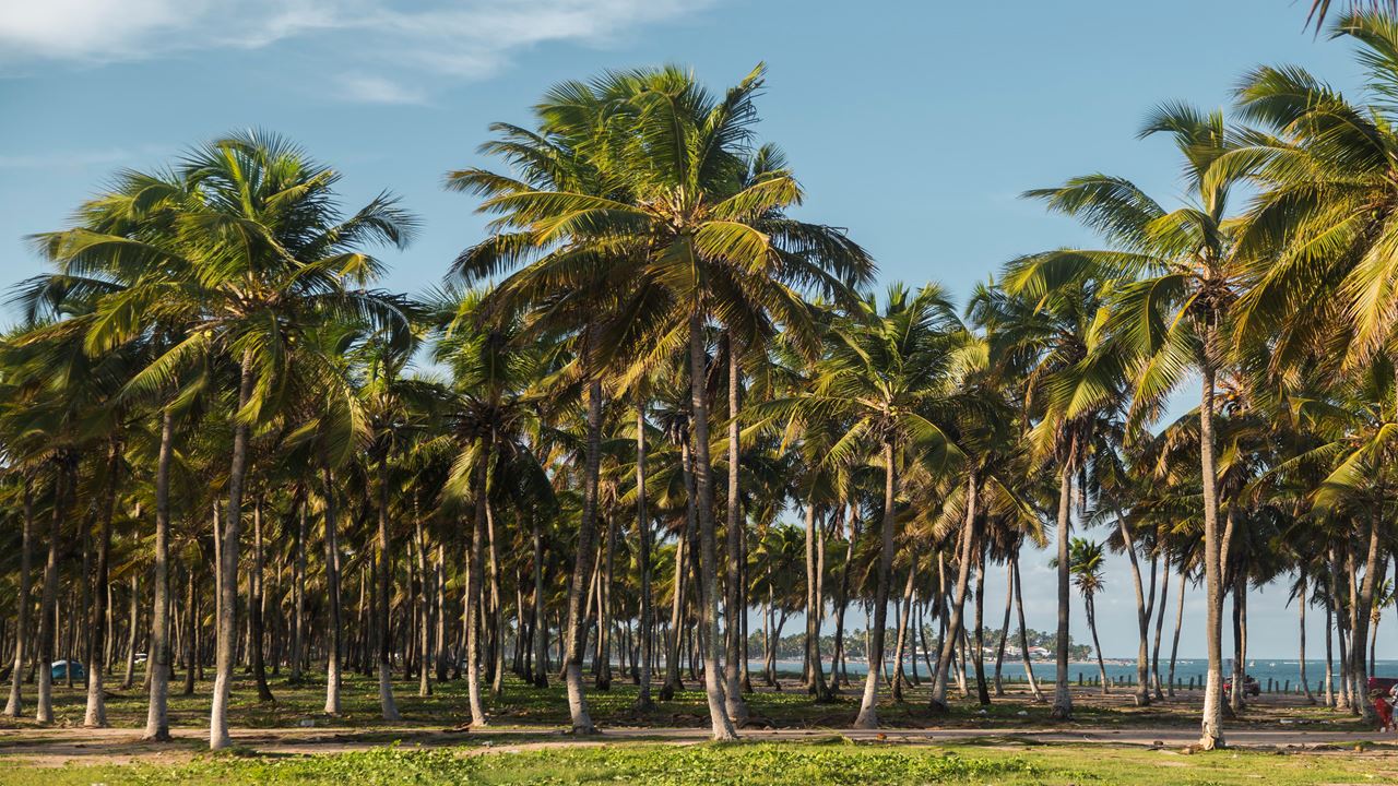 Buggy Tour Around Porto De Galinhas foto 3