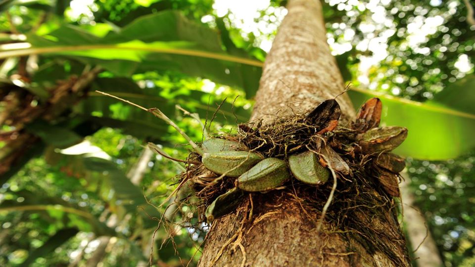 Presidente Figueiredo Waterfalls foto 4