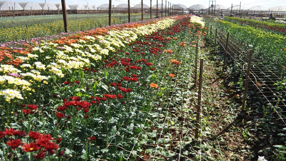 City Tour Of Holambra, The City Of Flowers foto 2