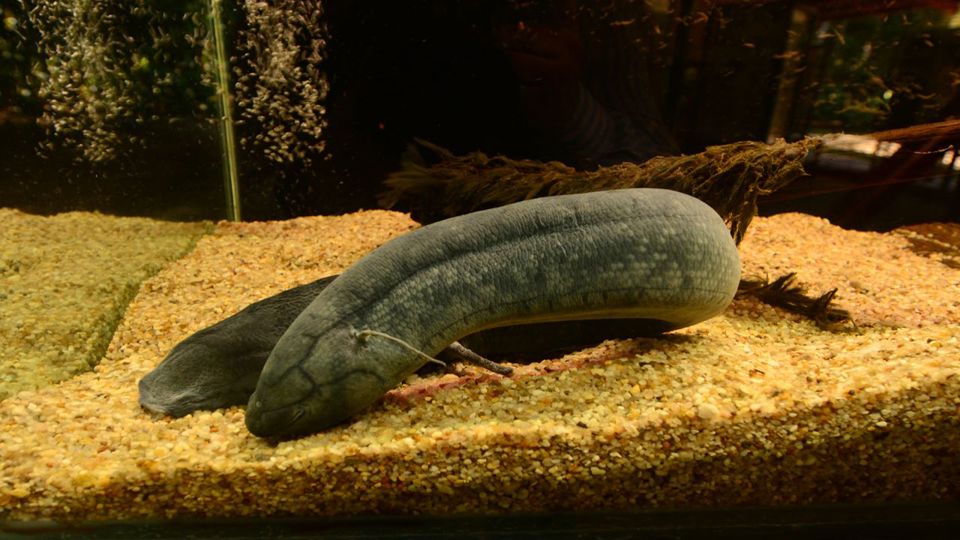 Amazon Natural Museums Combo (Inpa And Musa)
 foto 11