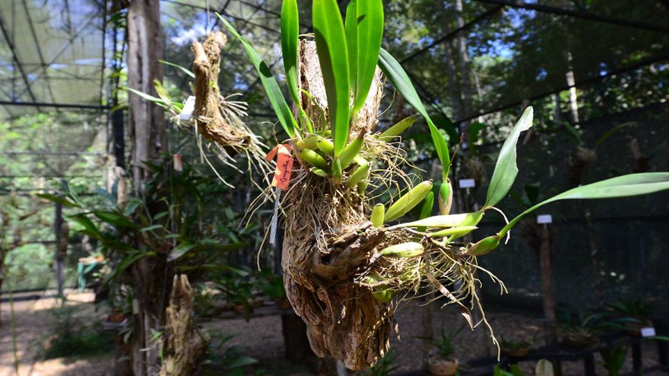 Amazon Natural Museums Combo (Inpa And Musa)
 foto 10