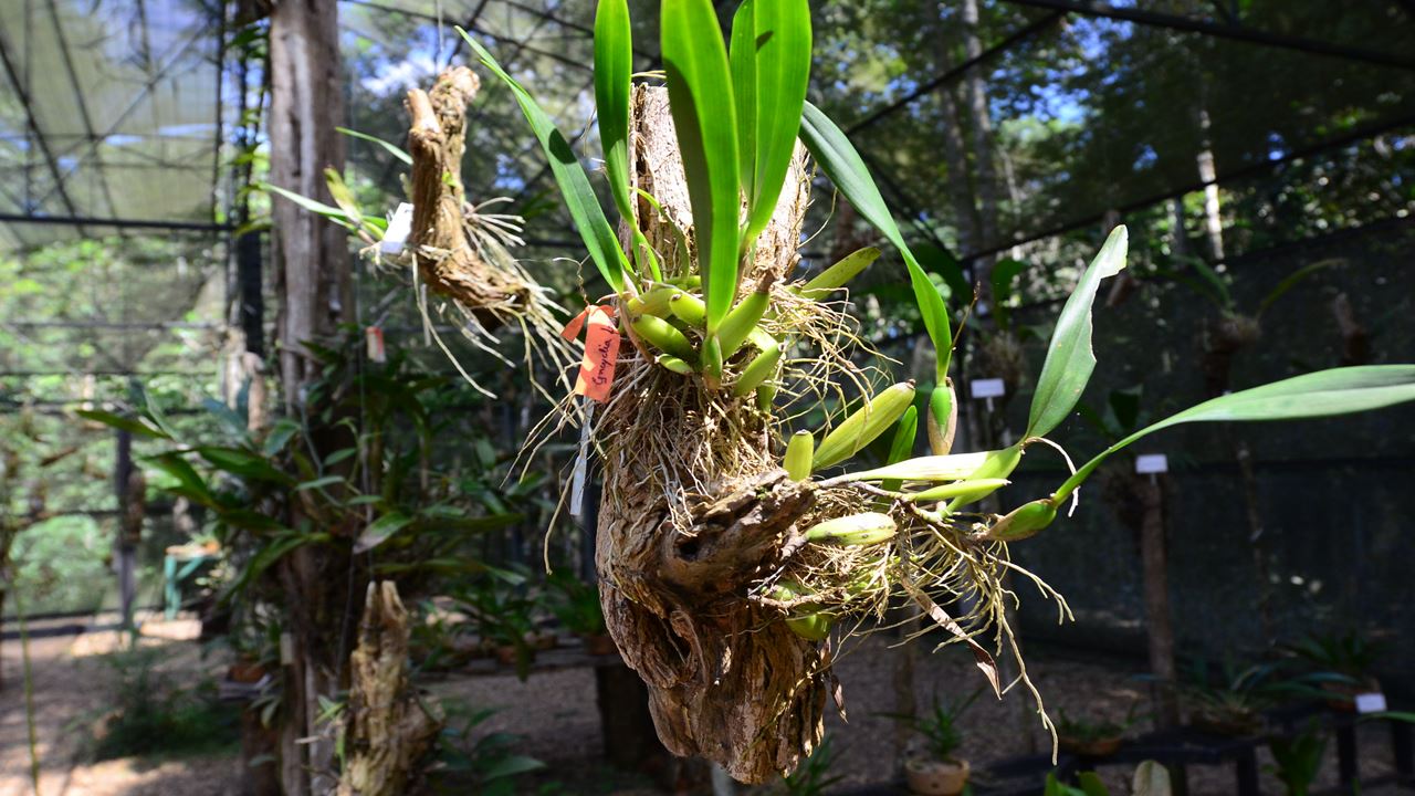 Amazon Natural Museums Combo (Inpa And Musa)
(9)
