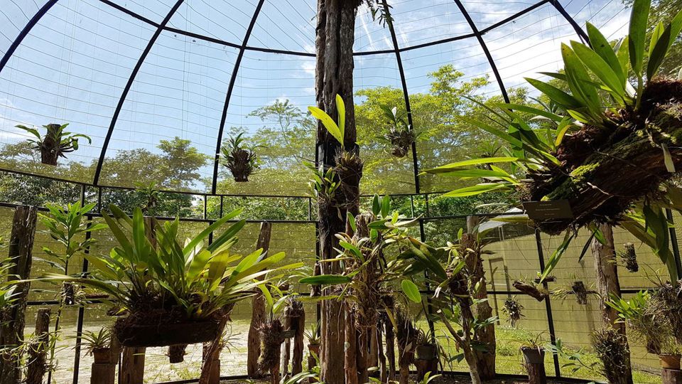 Amazon Natural Museums Combo (Inpa And Musa)
 foto 5