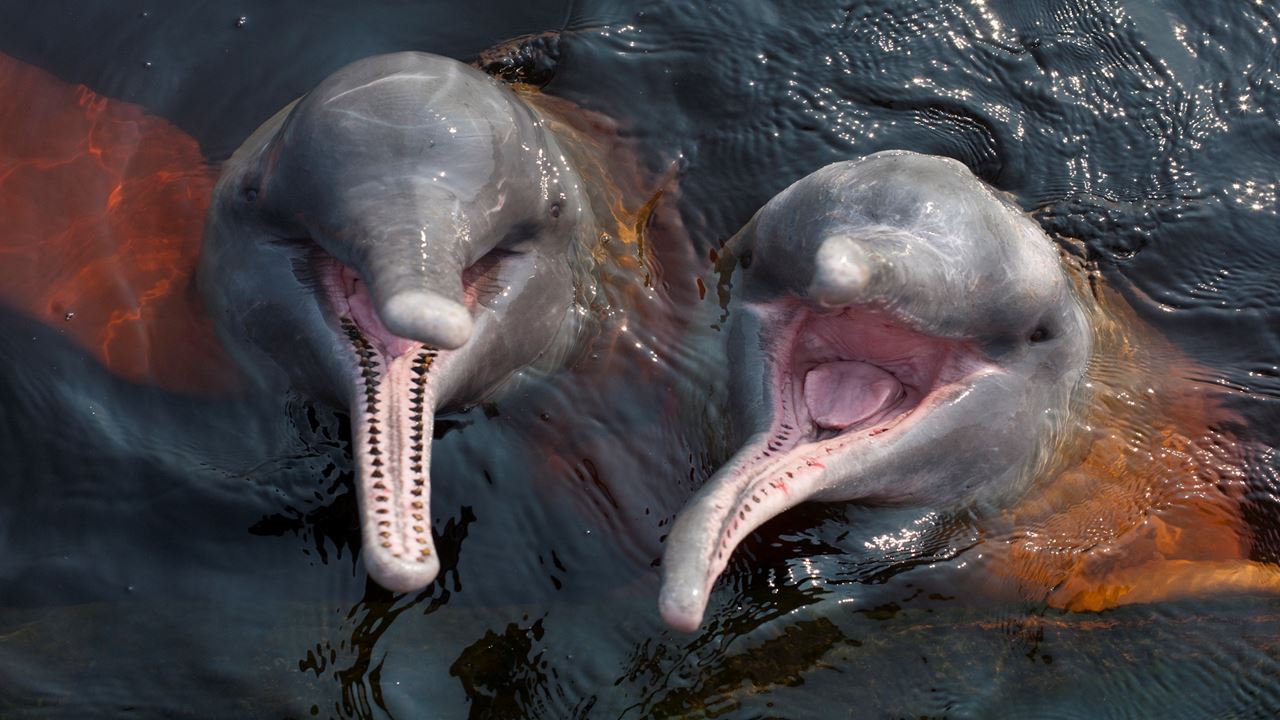 Encounter Of The Waters + Swim With Dolphins + Visit Aboriginal Village (0)