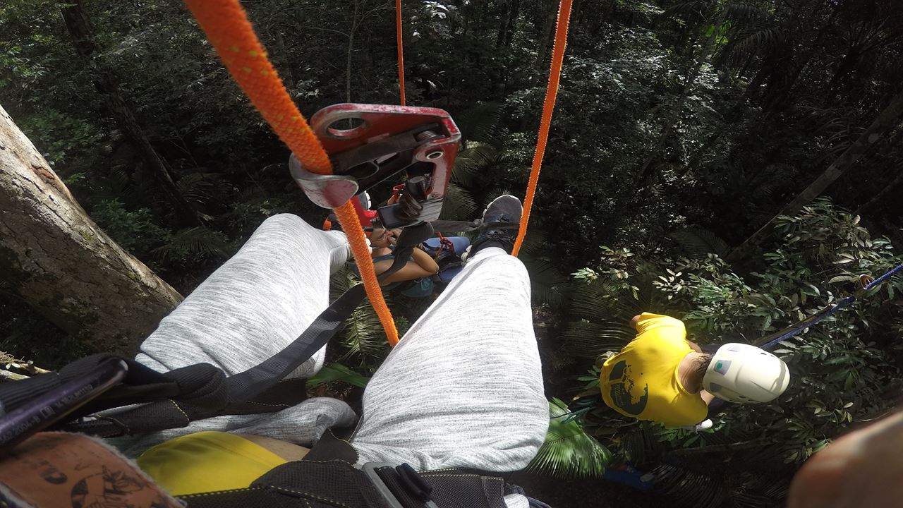 Tree Climbing In Amazon
(2)