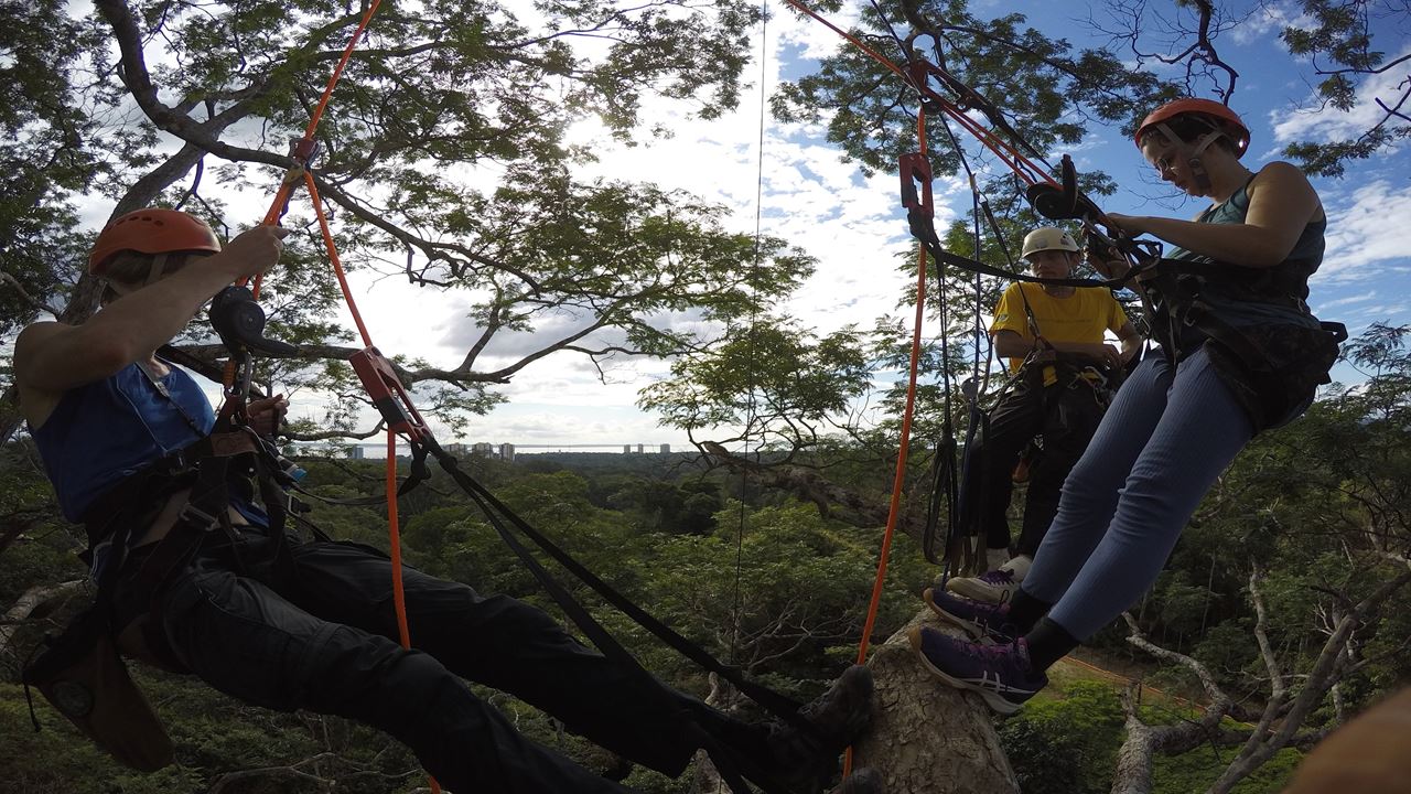 Tree Climbing In Amazon
(3)