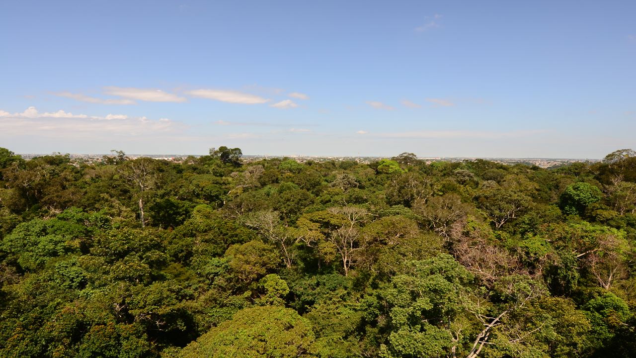 Tree Climbing In Amazon
(4)