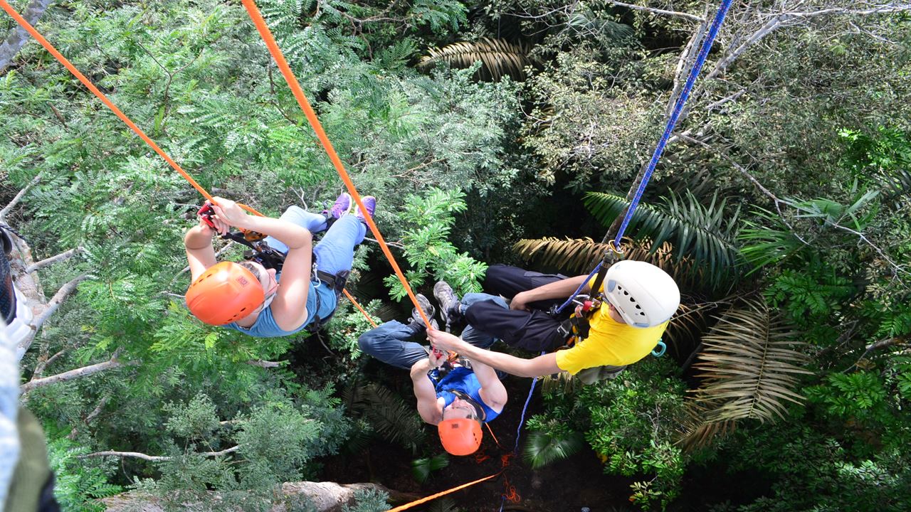 Tree Climbing In Amazon
(1)