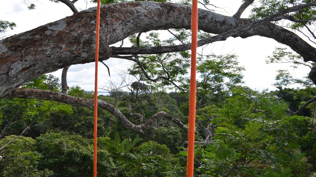 Tree Climbing In Amazon
(0)