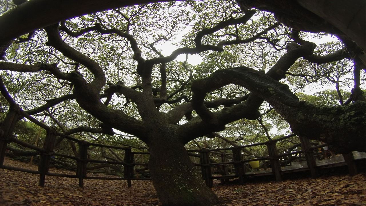 Litoral Sul Vip - Off Road 4x4 foto 8