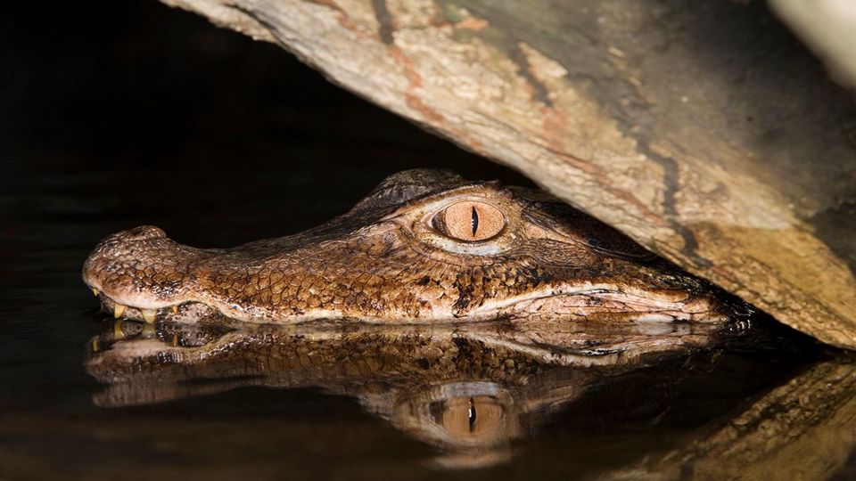 Amazon Jungle Tour - Alligators Night Watch foto 1