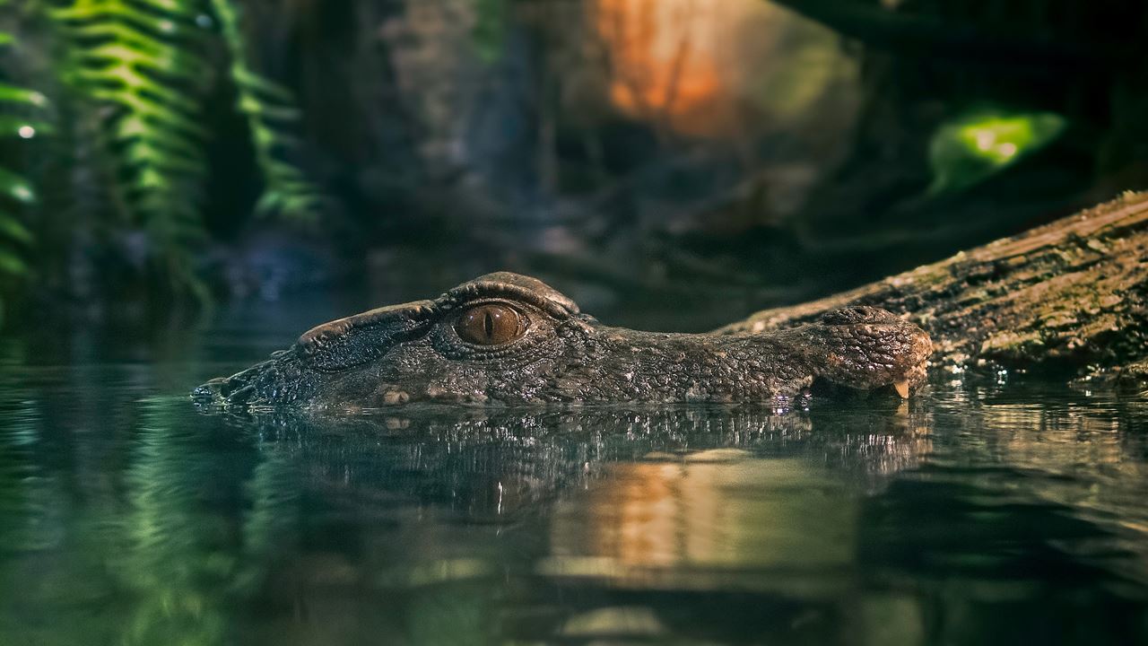Amazon Jungle Tour - Alligators Night Watch (3)