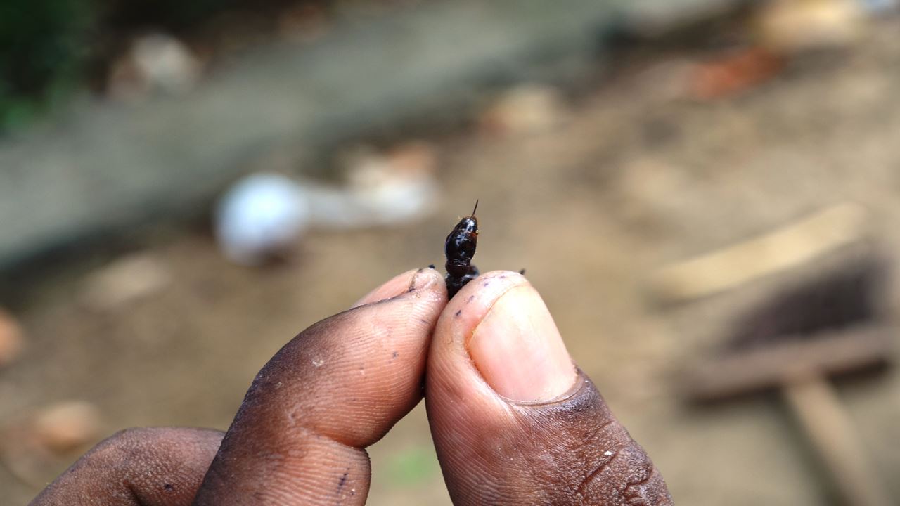 Tucandeira Ants Ritual In The Amazon (1)