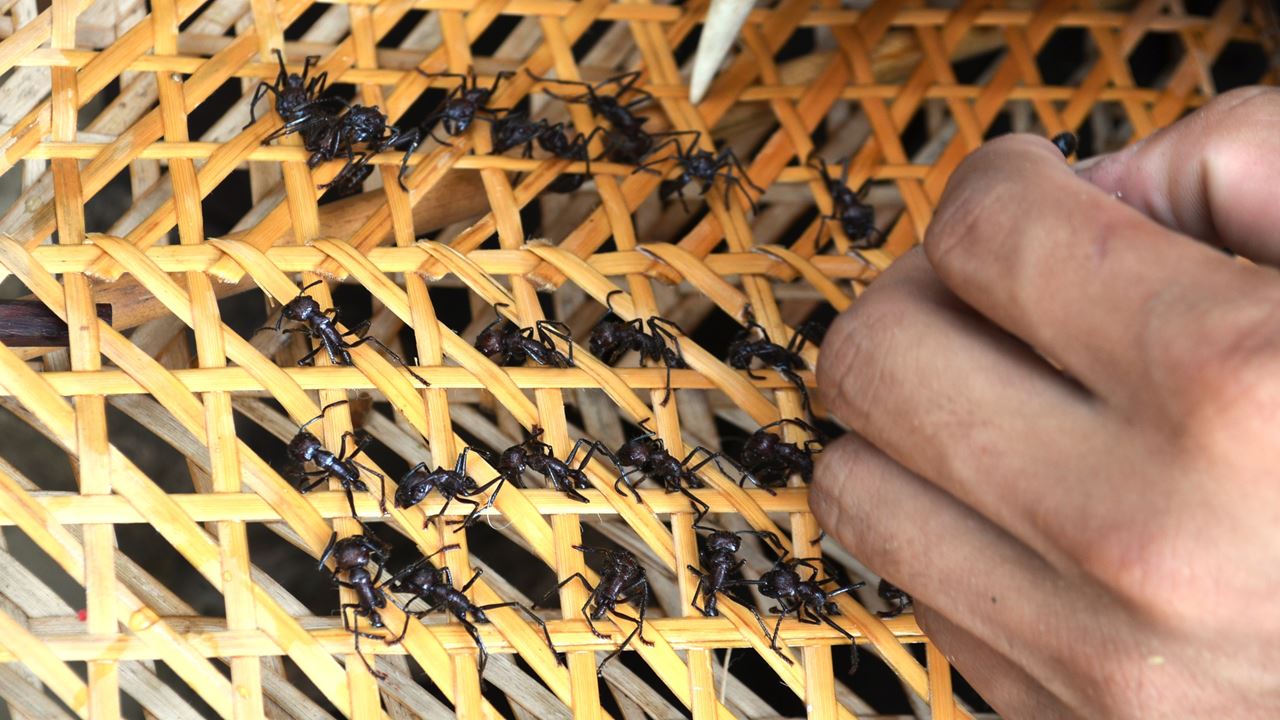 Tucandeira Ants Ritual In The Amazon (2)