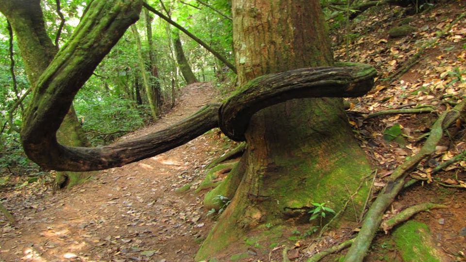 Trail In The Serra Da Cantareira foto 9