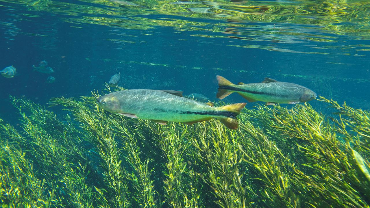 Mergulho Com Snorkel No Rio Sucuri foto 3