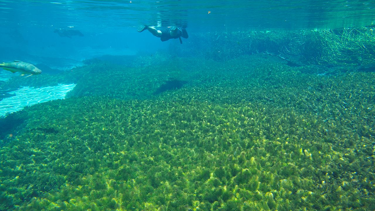 Mergulho Com Snorkel No Rio Sucuri foto 5