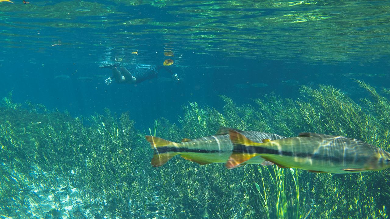 Snorkeling En Rio Da Prata foto 6