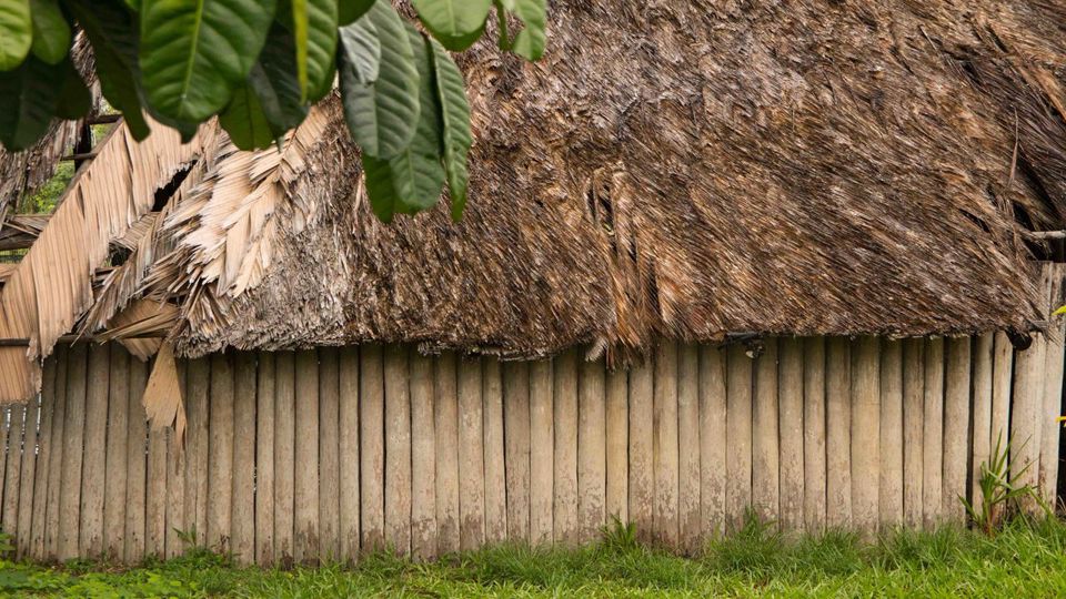 Surviving In The Jungle foto 4