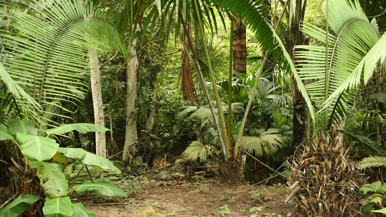 Surviving In The Jungle (0)