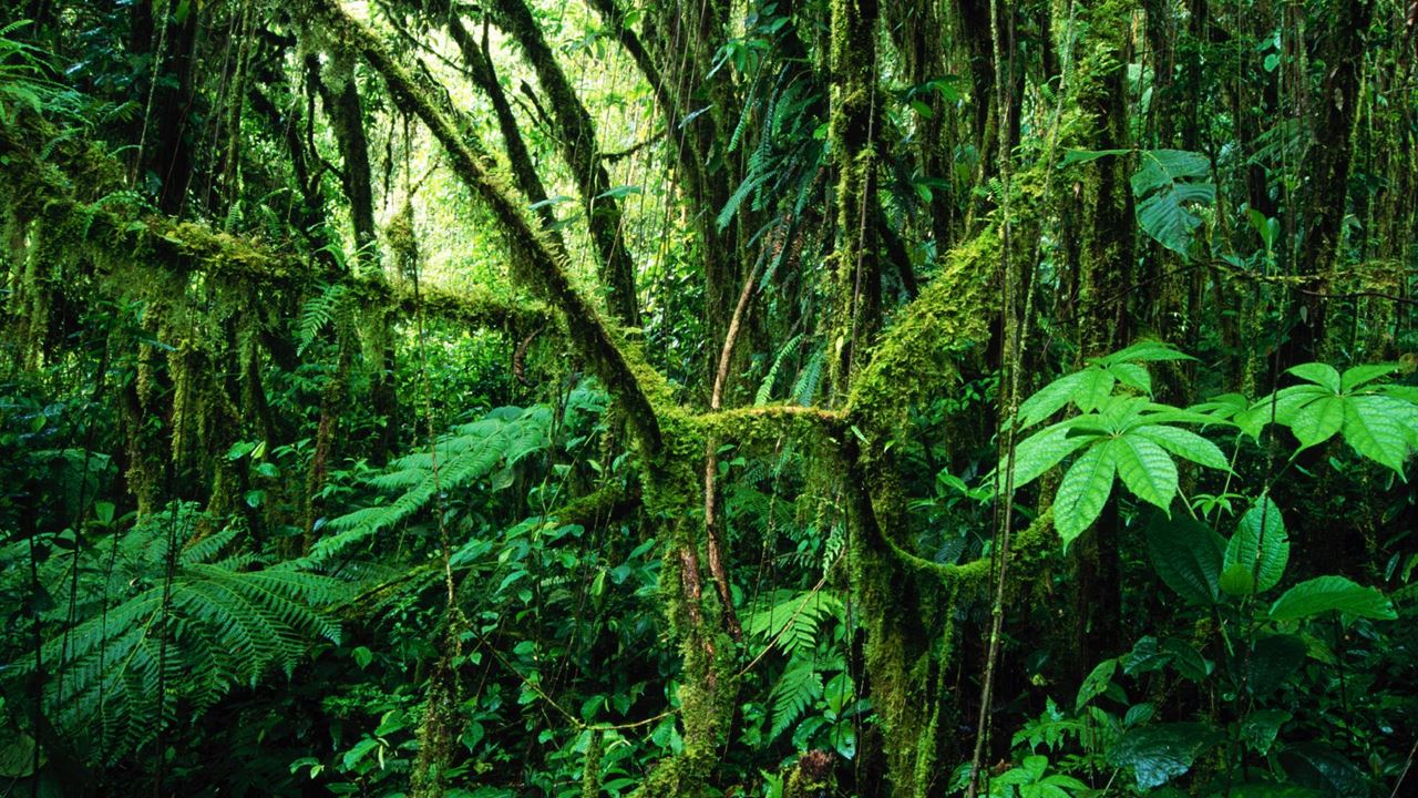 Surviving In The Jungle (1)