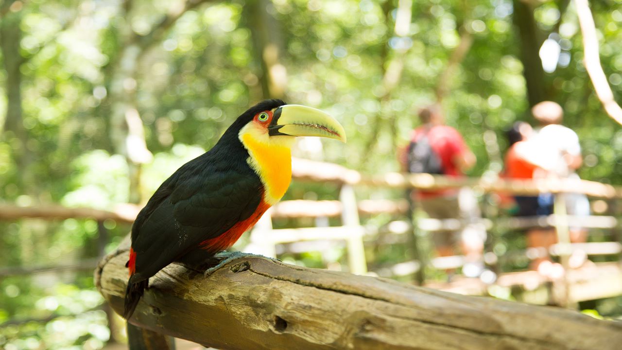 Classique De Rio De Janeiro Et Foz Do Iguaçu foto 9