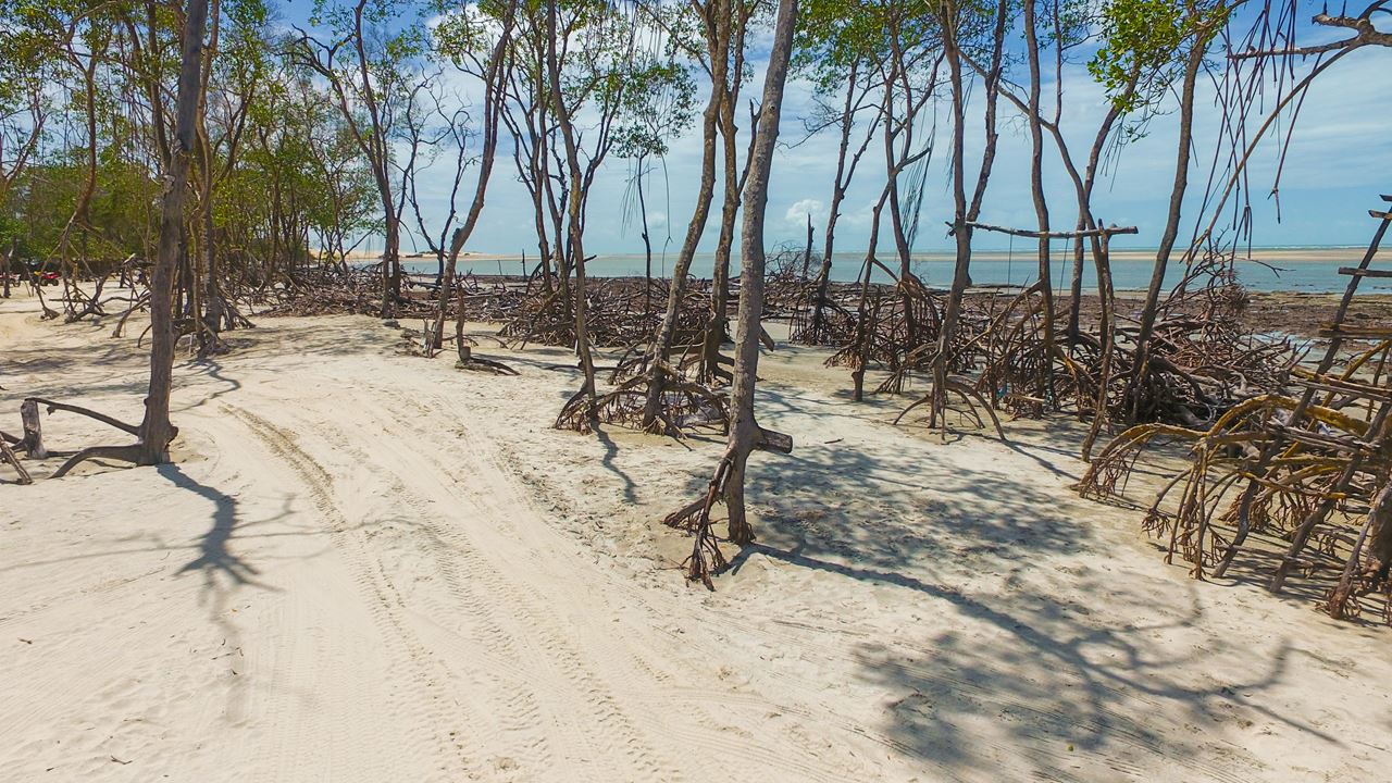 Tour Privativo De Buggy A Mangue Seco foto 2