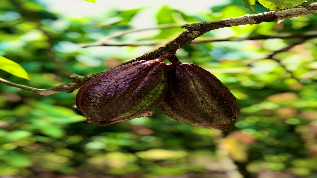 Excursion À La Ferme De Cacao Vila Rosa foto 1