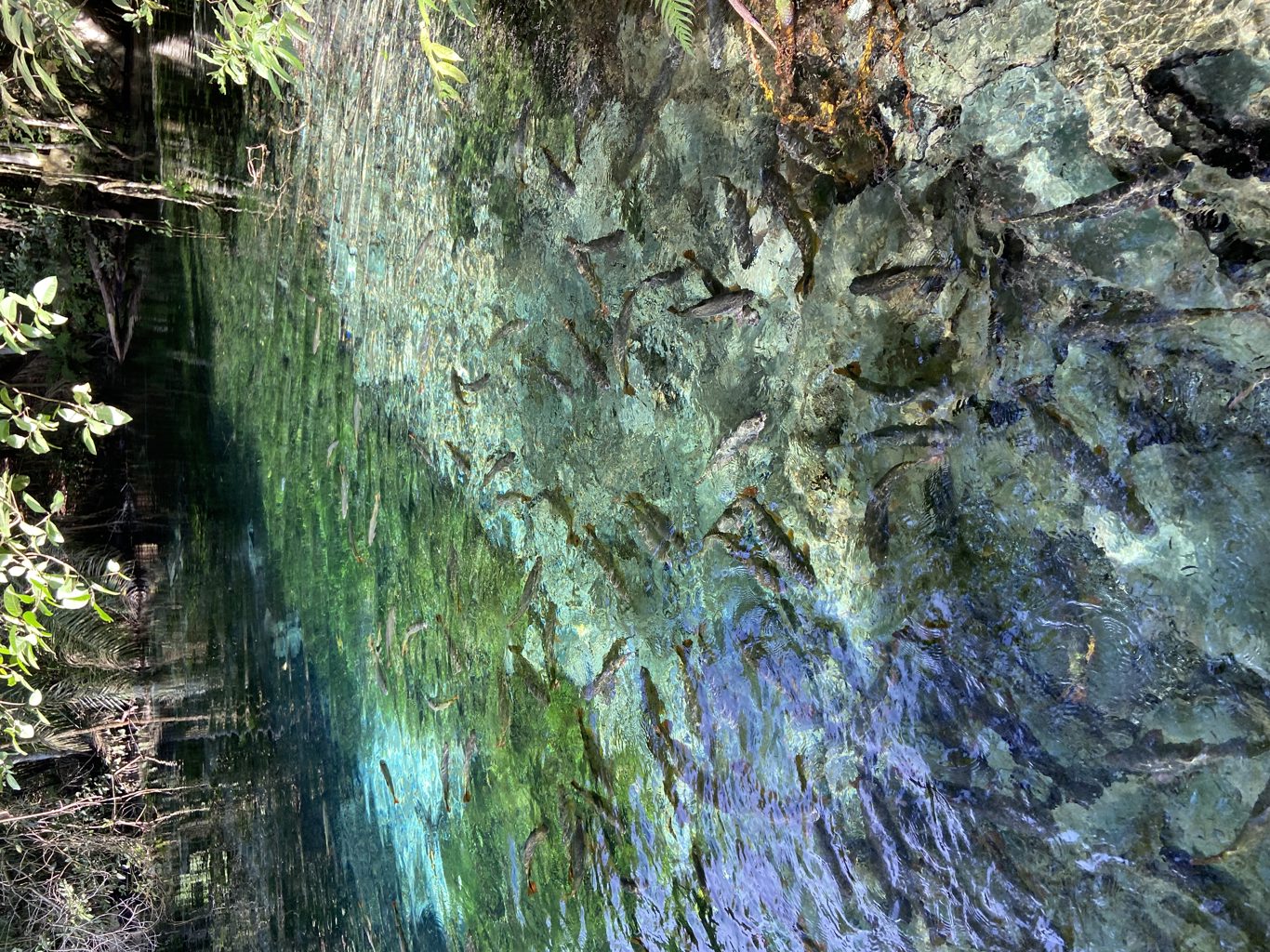 Natural Aquarium – Flotation foto 8