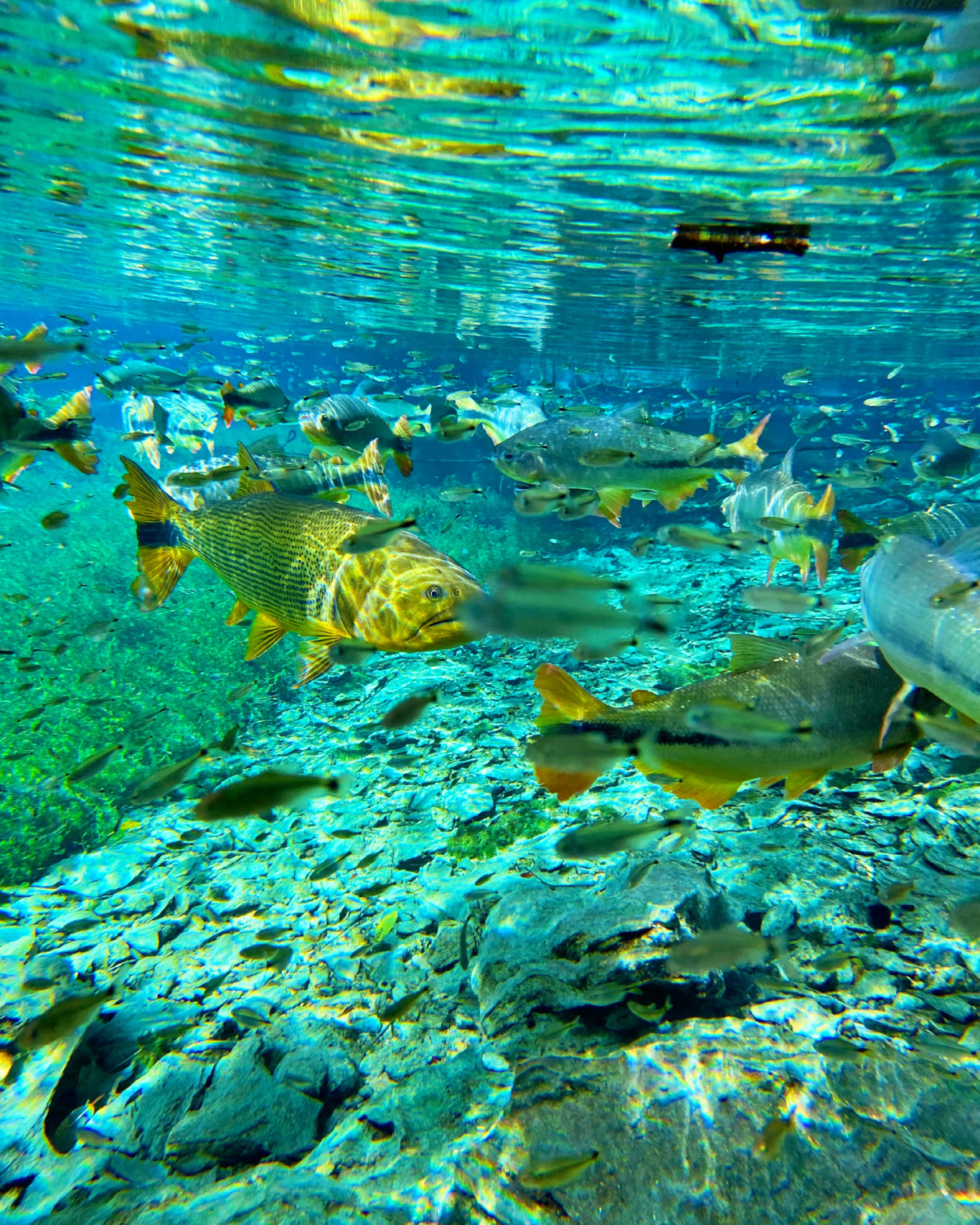 Natural Aquarium – Flotation foto 4