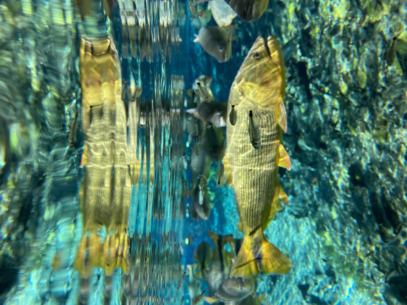 Natural Aquarium – Flotation foto 7
