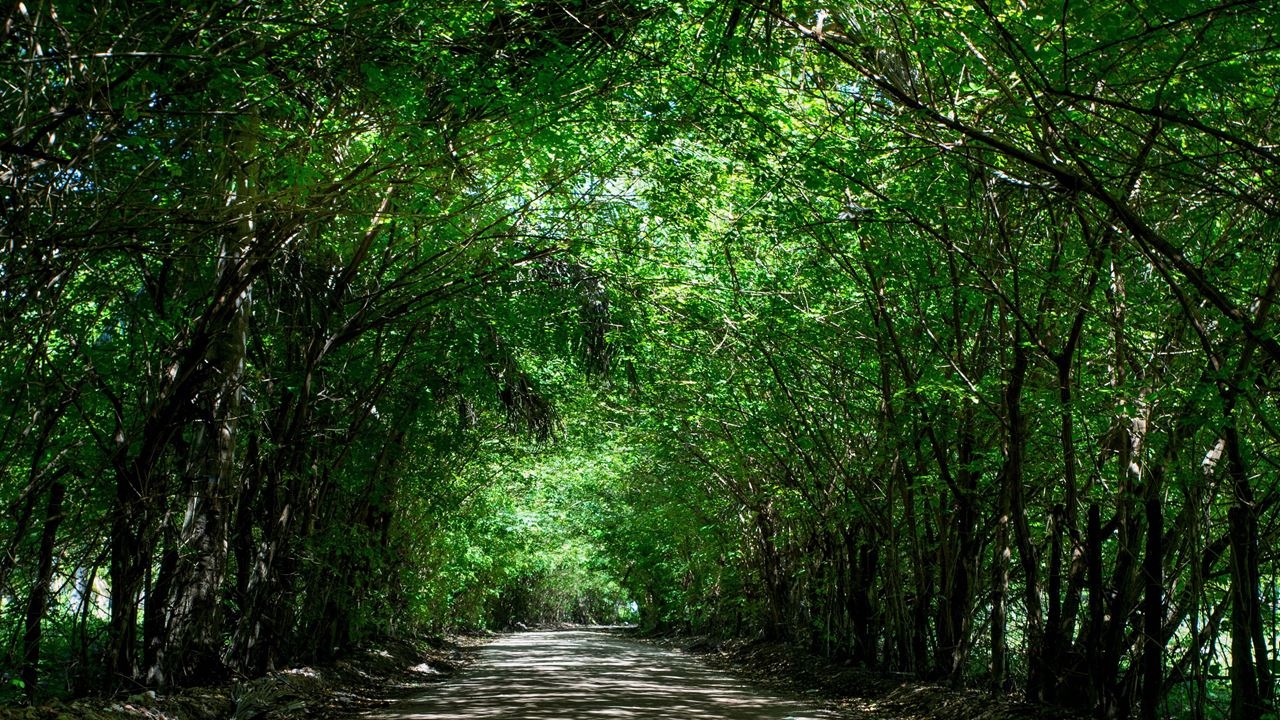 Tour A São Miguel Dos Milagres foto 2