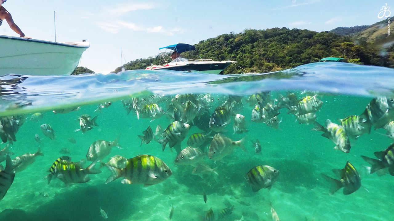 Meia Volta À Ilha foto 3