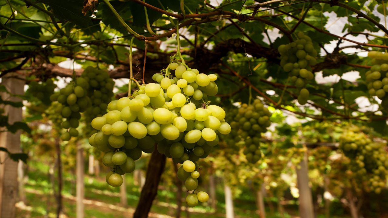 Tour De Uva Y Vino Con Viaje En Tren foto 1