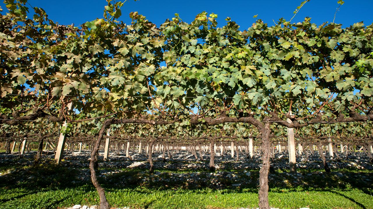 Tour De Uva Y Vino Con Viaje En Tren foto 7