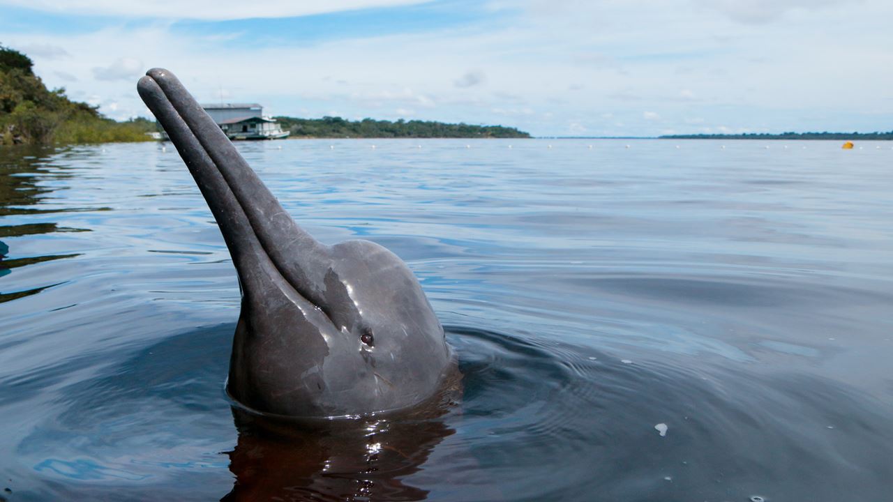 Um Día Com Golfinhos Do Amazonas (0)