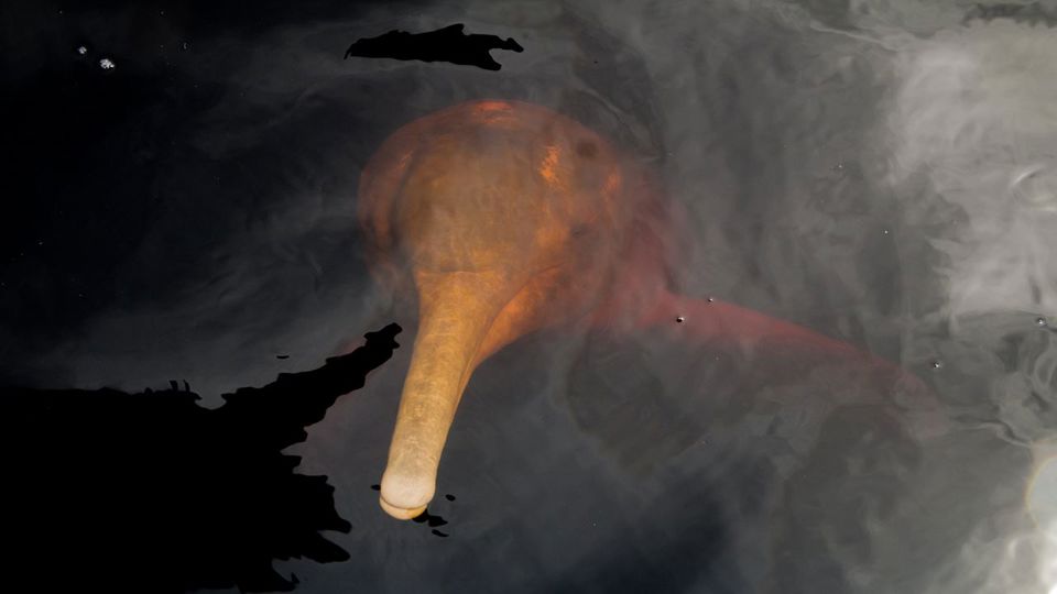 Amazon Dolphins Day Tour foto 2