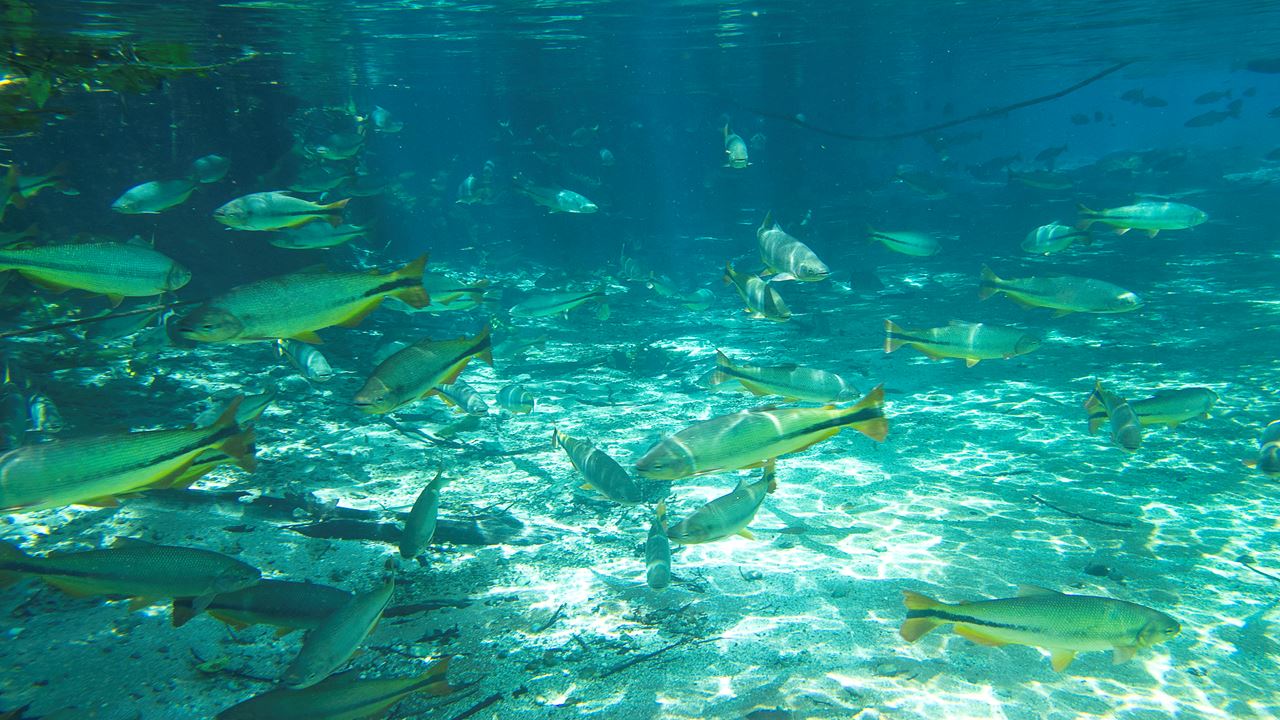 Snorkeling En Rio Da Prata